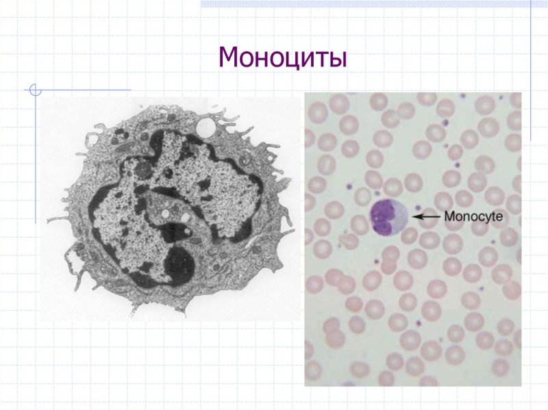 Моноциты и макрофаги