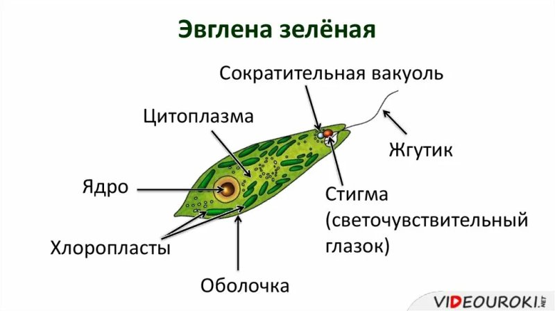 Светочувствительный глазок у зелёной эвглены