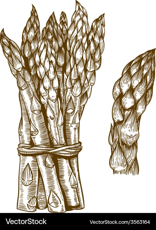 спаржа рисунок