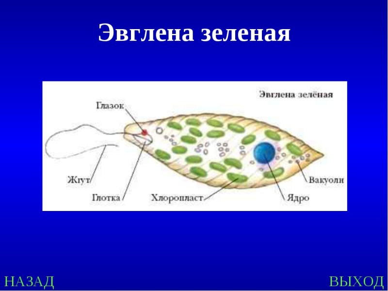 Строение эвглены зеленой микроскоп