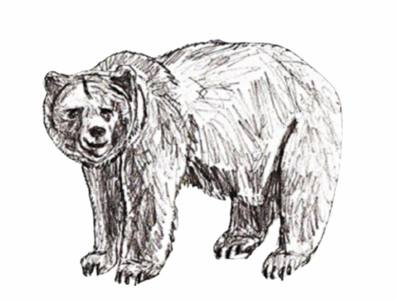 Медведь рисунок