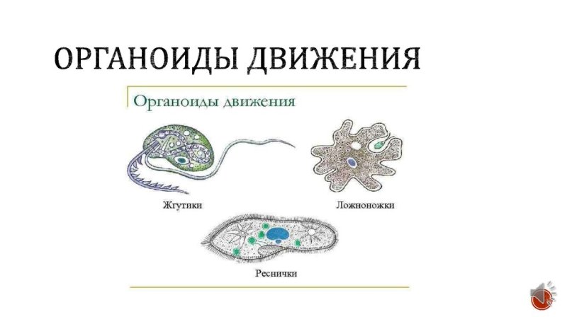 Органоиды движения схема