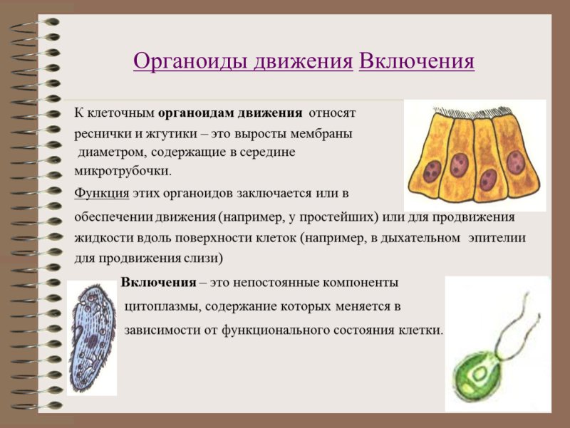 Органоиды движения клеток 9 класс