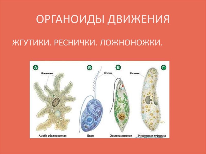 Органоиды движения строение