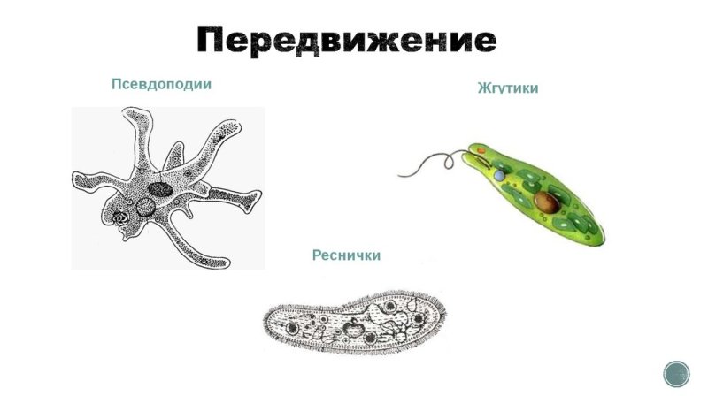 Органоиды движения строение рисунок