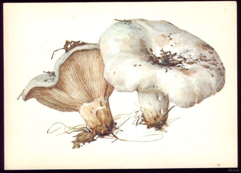 Гриб груздь на белом фоне