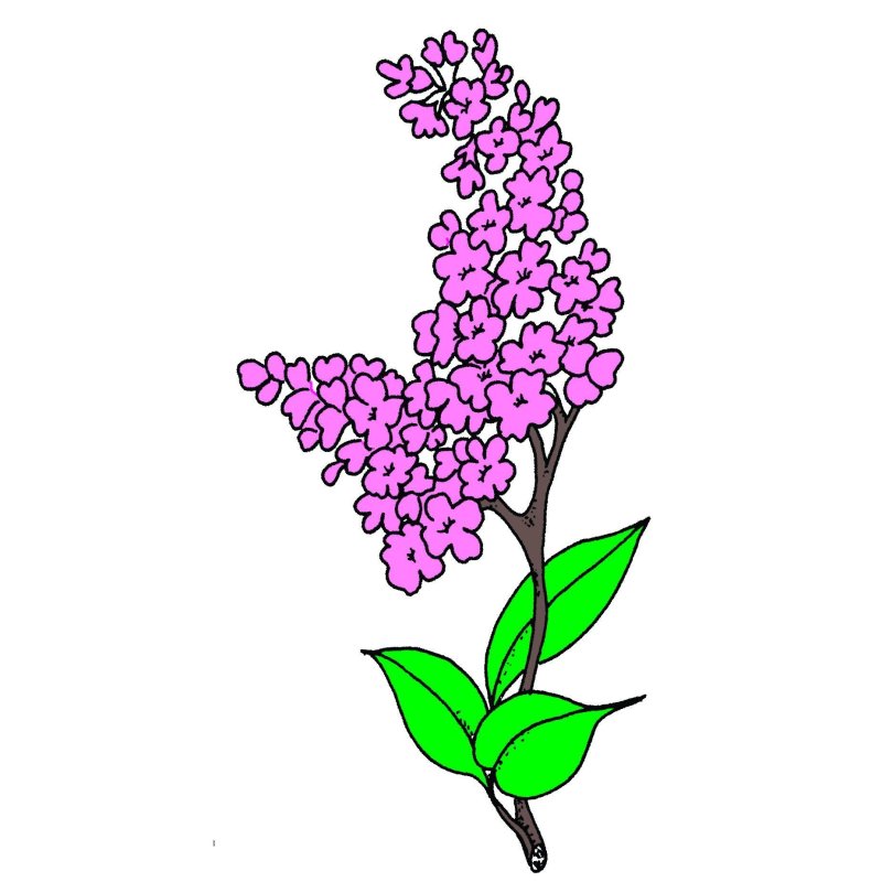 Сирень раскраска для детей