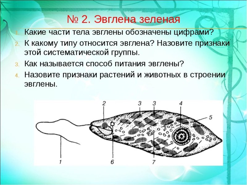 Эвглена зеленая 5 класс биология