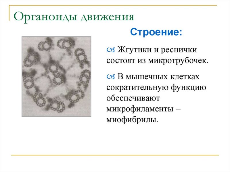Органоиды движения строение