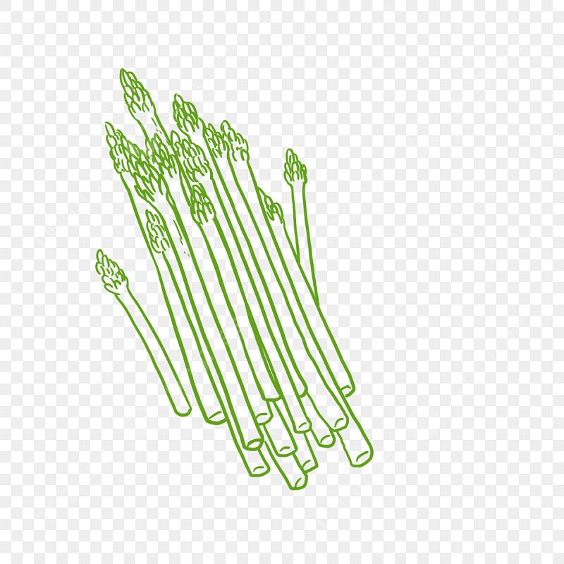 спаржа растение