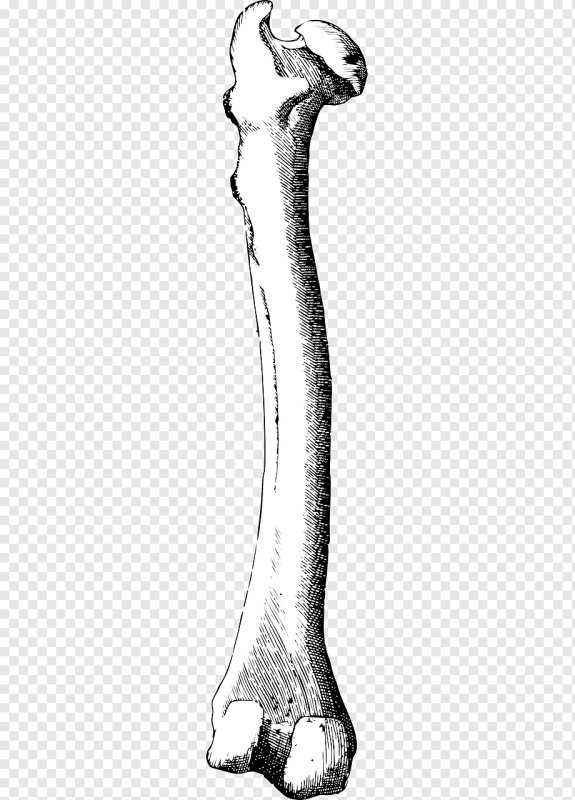 Femur анатомия