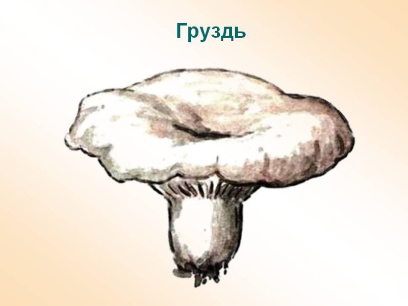 Грибы лисички и грузди