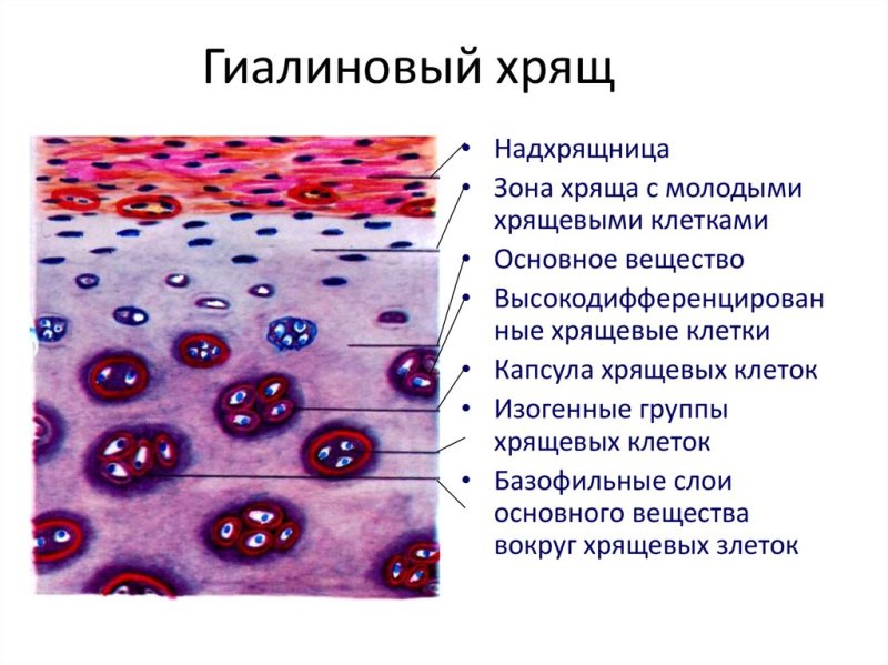 Соединительная ткань гиалиновый хрящ