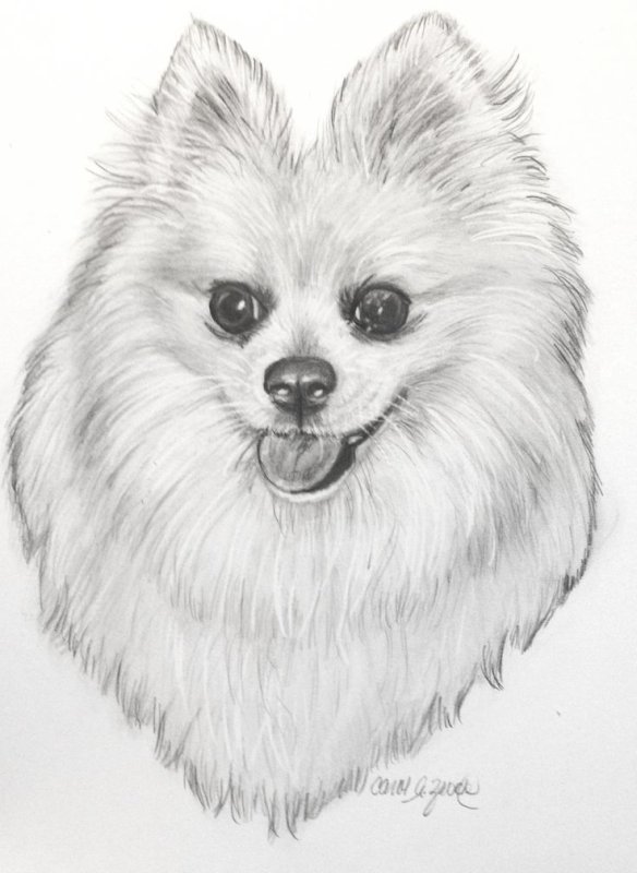 Шпиц померанский Art