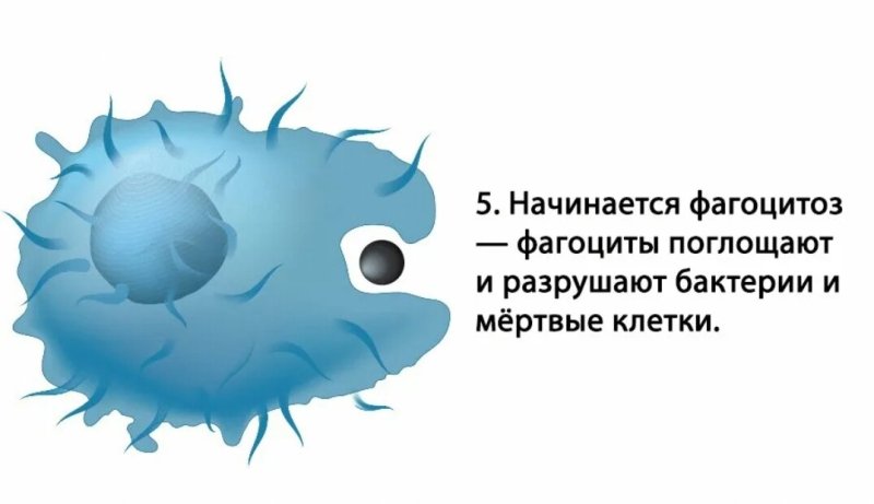 Лейкоциты фагоциты и лимфоциты