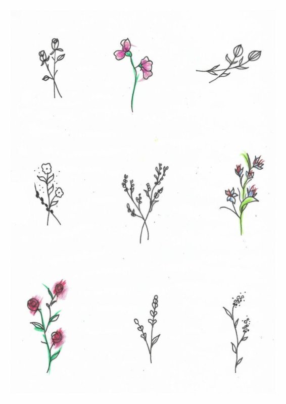 Зарисовки мелких растений