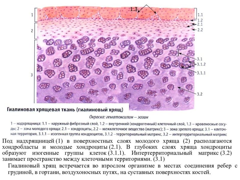 Гиалиновый хрящ ткань препарат