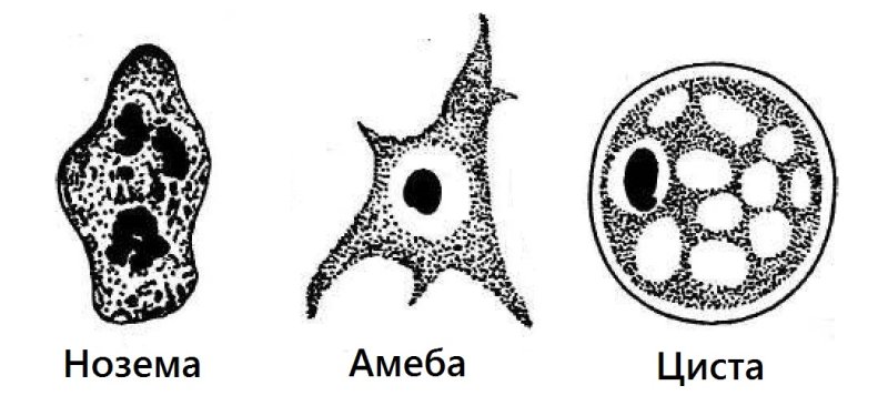 Амебиаз пчел под микроскопом