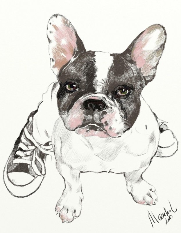 Бульдог карандашом