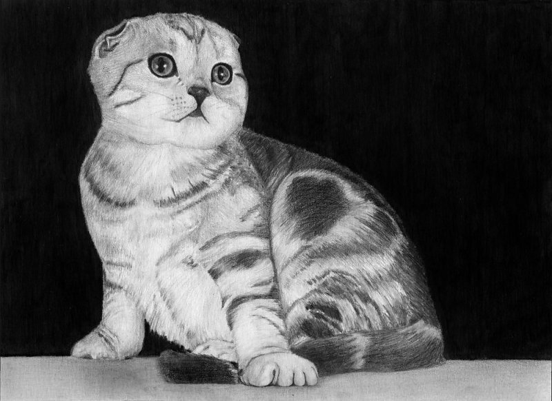 Шотландская вислоухая кошка