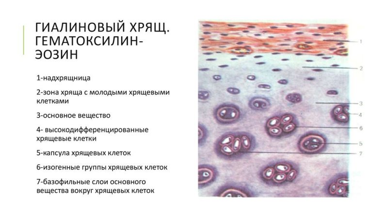 Гиалиновый хрящ ребра кролика препарат