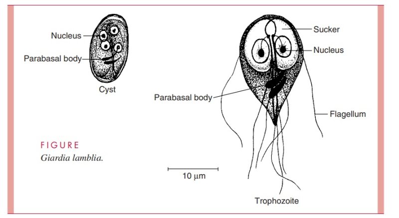 Giardia intestinalis цикл