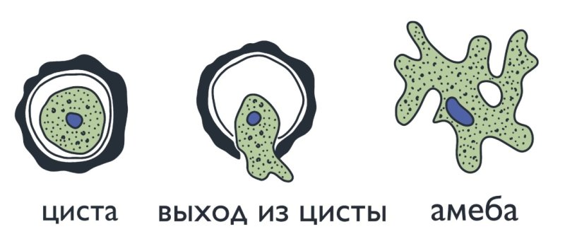 Циста амёбы Протей