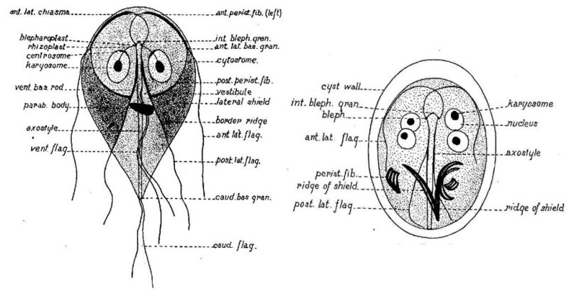 Lamblia intestinalis циста строение