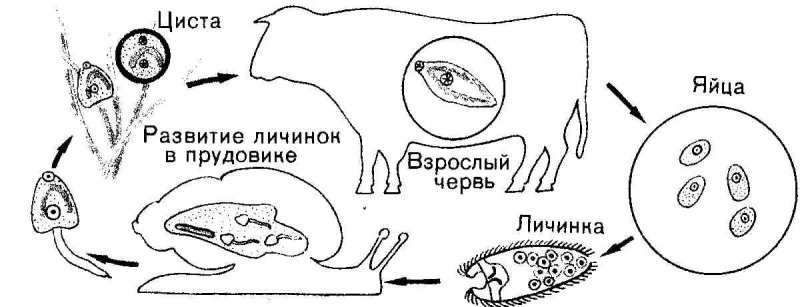 Схема развития печеночного сосальщика