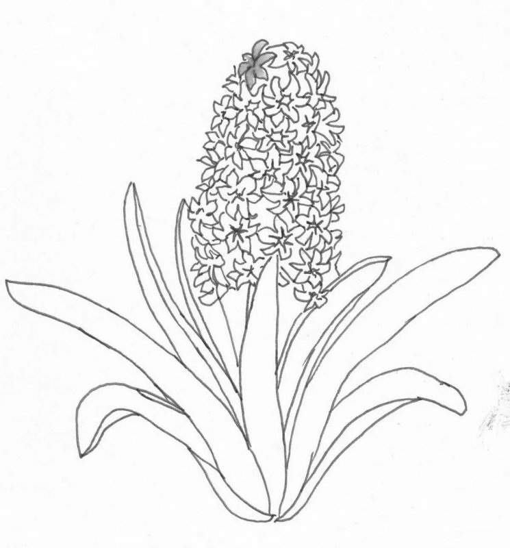 Ятрышник прованский