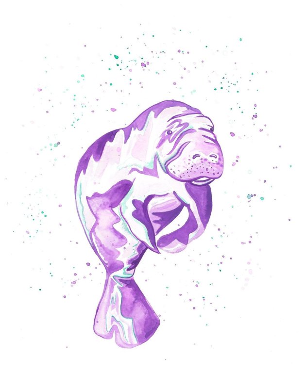 Manatee рисунок