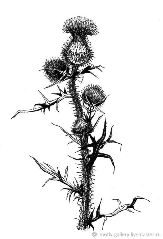 Чертополох и репейник