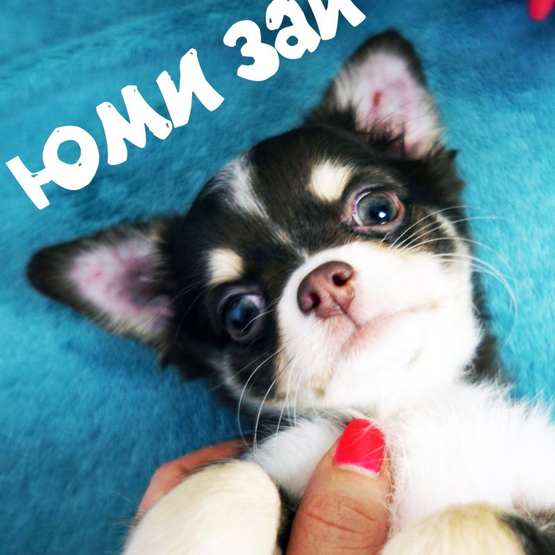 Чихуахуа Мэджик Фэмили