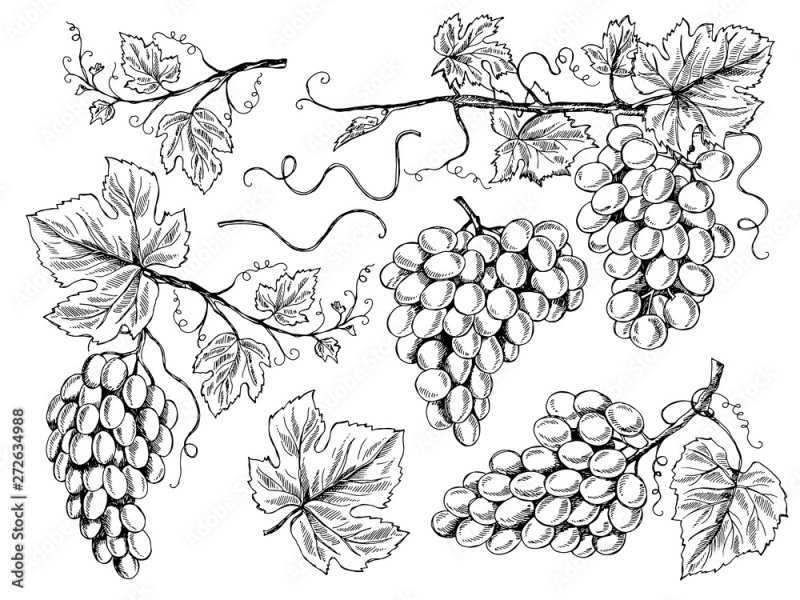 Виноградная лоза скетч