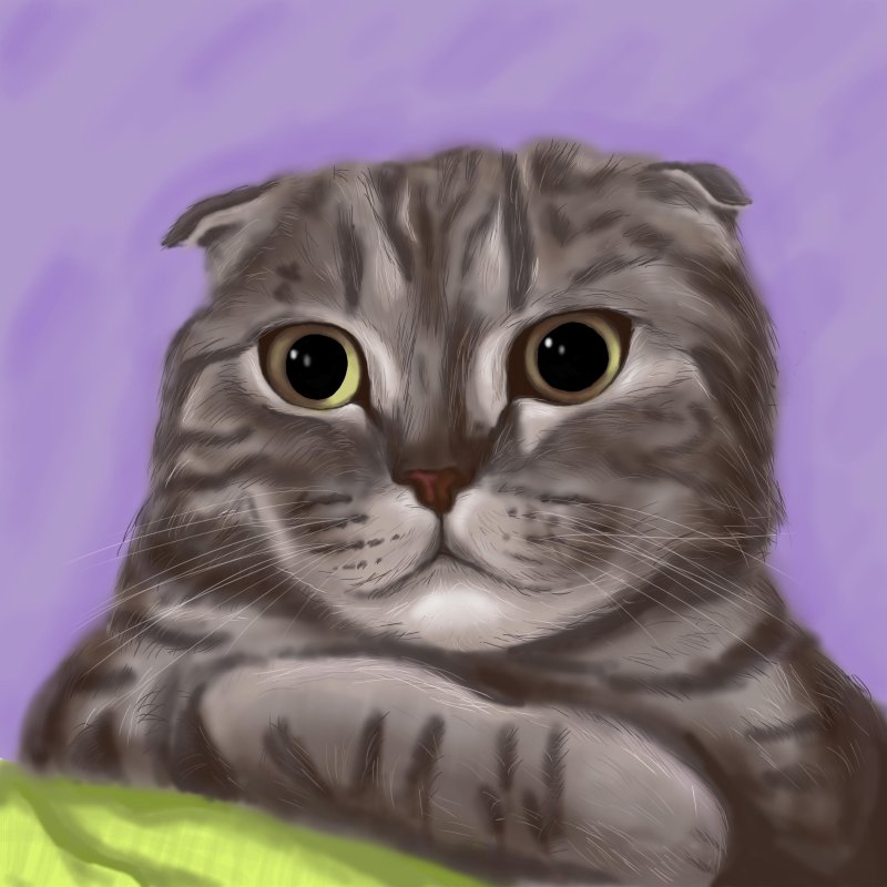 Скоттиш фолд пейнт
