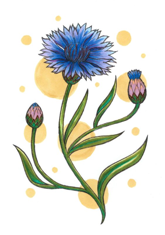 Василек рисунок