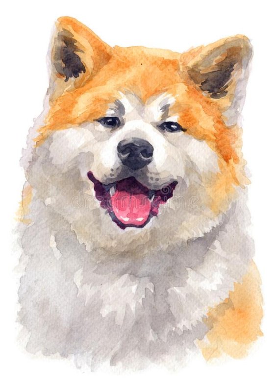 Акита ину маслом