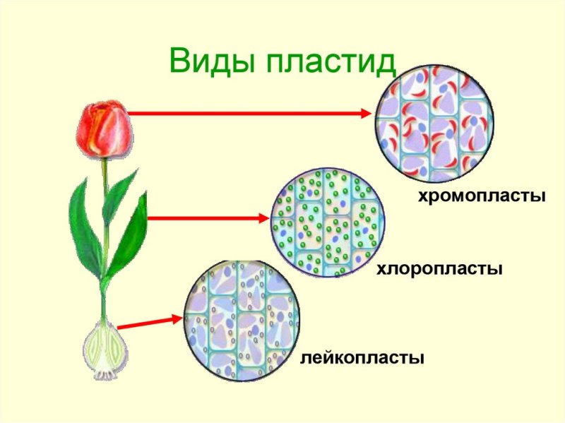3 Вида пластид