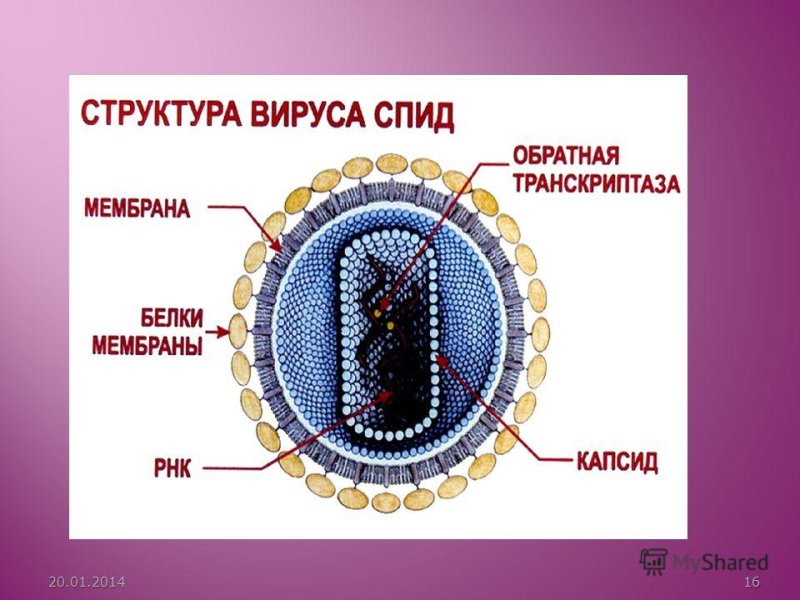 Схема вируса иммунодефицита человека