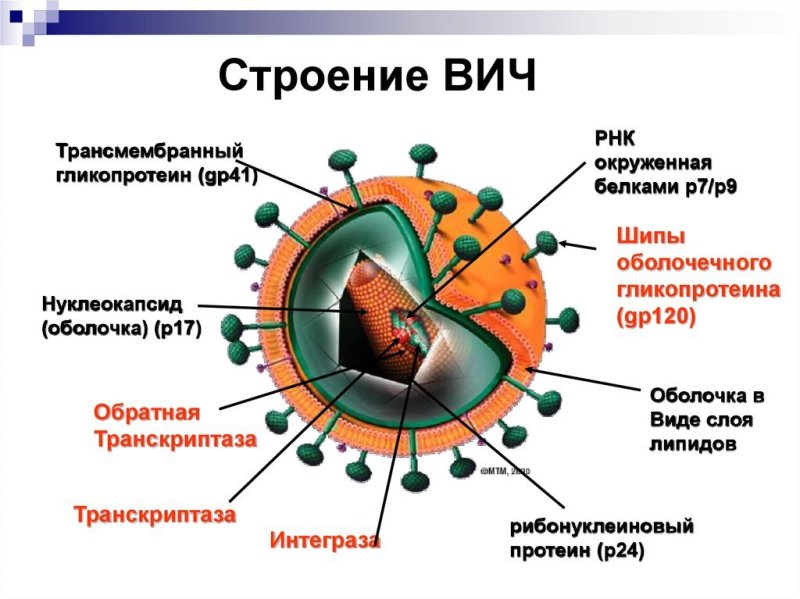 Схема строения вируса иммунодефицита человека