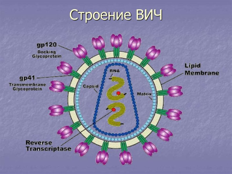 Строение ВИЧ вируса схема