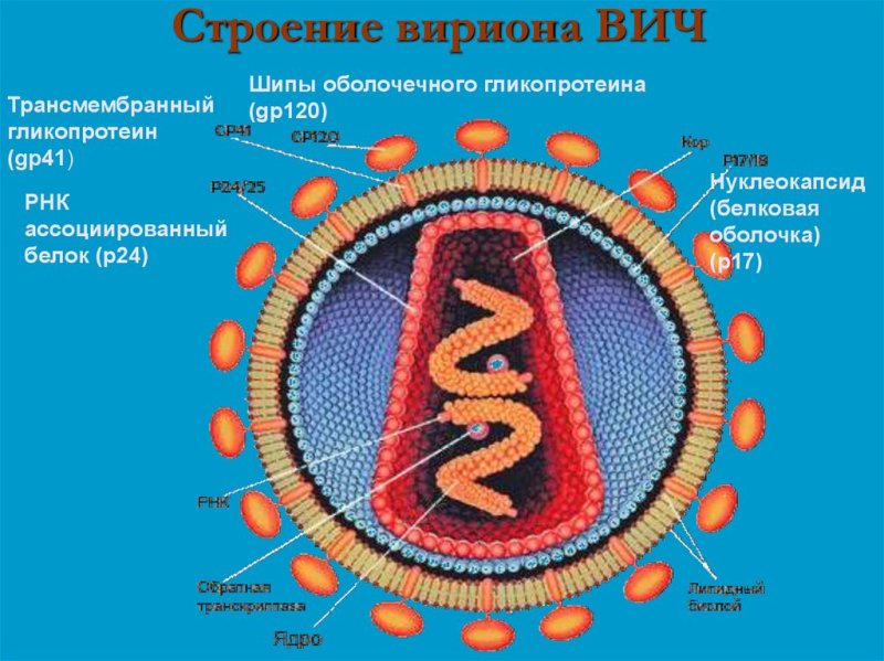ВИЧ структура вириона
