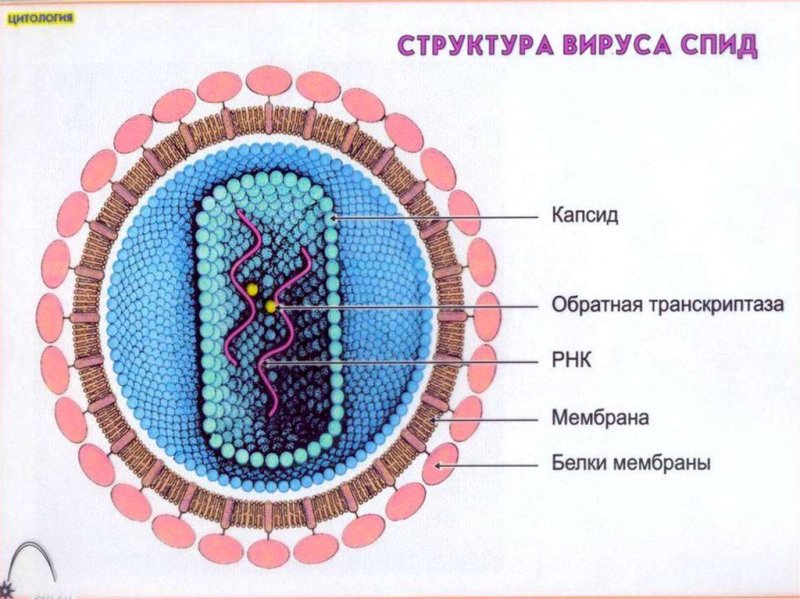 Вирусы ВИЧ строение биология