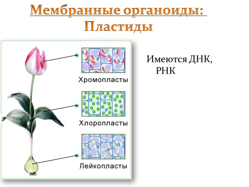 Пластиды в клетке хорошо видны