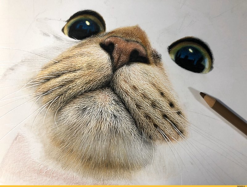 Морда кота