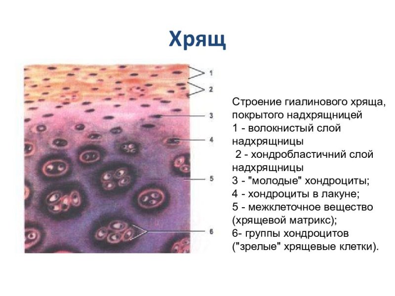 Гиалиновый хрящ препарат гистология