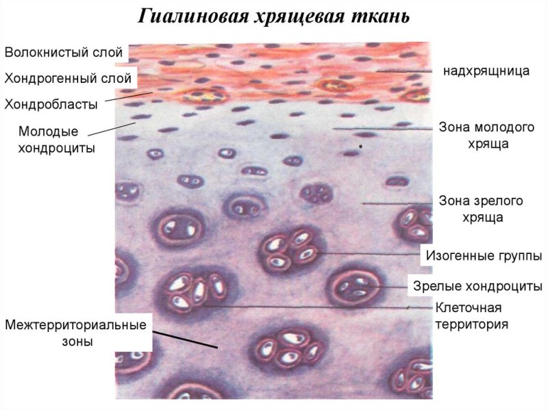 Клетки гиалиновой хрящевой ткани