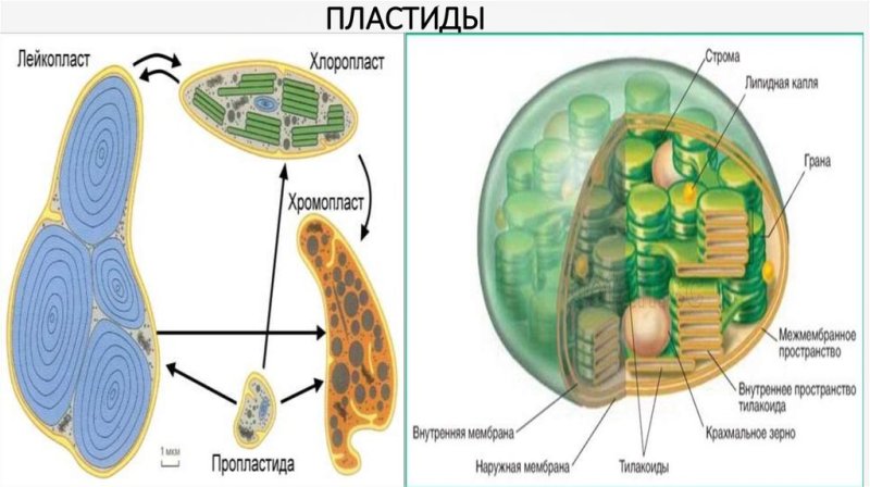 Пластиды лейкопласты строение