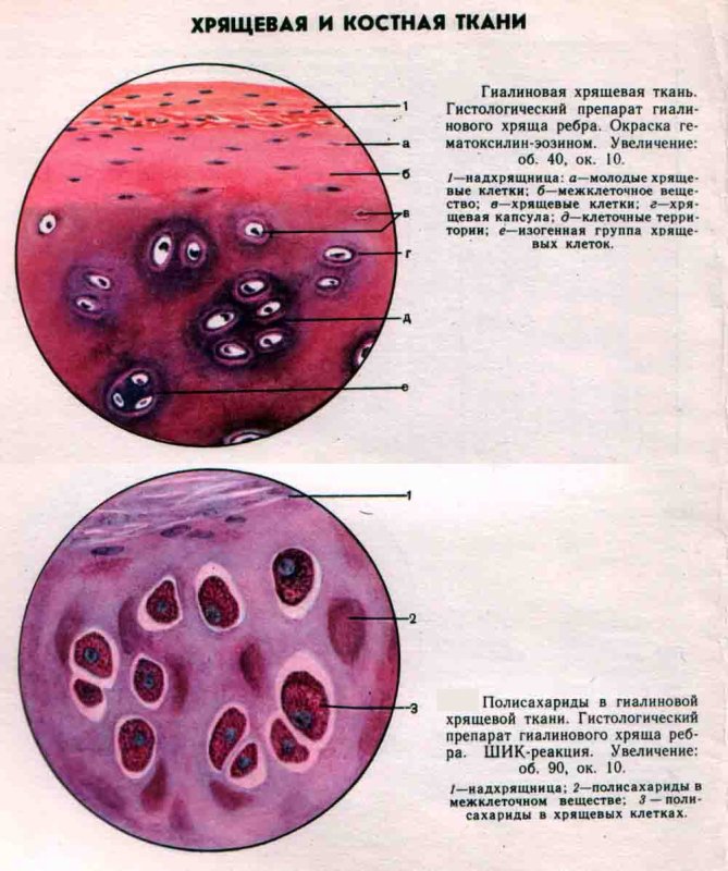 Гиалиновый хрящ гематоксилин эозин