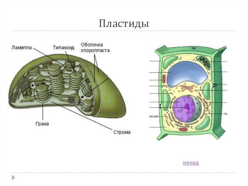 Строение клетки хлоропласты